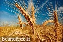 مزایای میزبانی بورس کالا از کل گندم