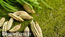 افزایش سود زیره کاران و کوتاه شدن دست واسطه ها به کمک بورس