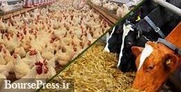 شرکت های دام و طیور وام 10 هزار میلیاردی با ارز ترجیحی 10 درصدی می گیرند