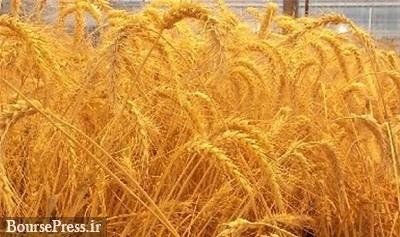 قیمت خرید تضمینی گندم افزایش یافت