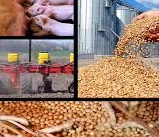 تکلیف 70 هزار میلیارد تومانی دولت برای حمایت از تولیدکنندگان دام و طیور