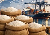 واردات رسمی برنج آمریکایی تکذیب شد
