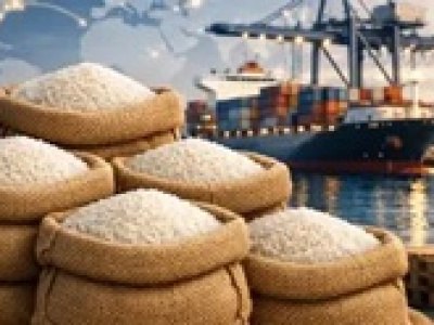 واردات رسمی برنج آمریکایی تکذیب شد
